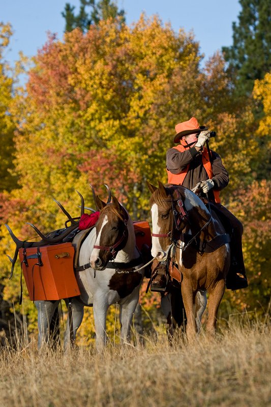 ©TC-Hunter Horseback-D89994-00297.jpg :: Rifle Hunter wearing florescent orange vest/hat sits atop his saddle horse pausing to glass with Nikon Binocular while packing out an elk/rack on a pack horse
