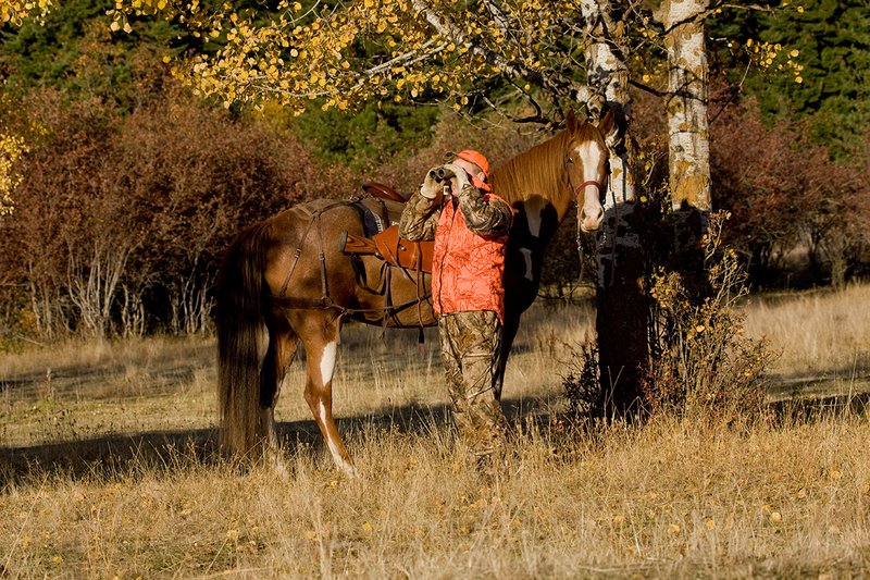 ©TC-Hunter Horseback-D89994-00507.jpg :: Rifle Hunter wearing Advantage HD Brown Camo w/Realtree camo florscent ornage vest/Rocky Mountain Elk Foundation Orange hat glasses for game while horse stands roped to an aspen tree next to him