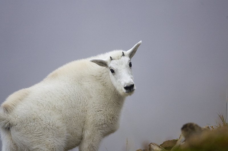©TC-Mountain Goat Kids-00356-00001.jpg