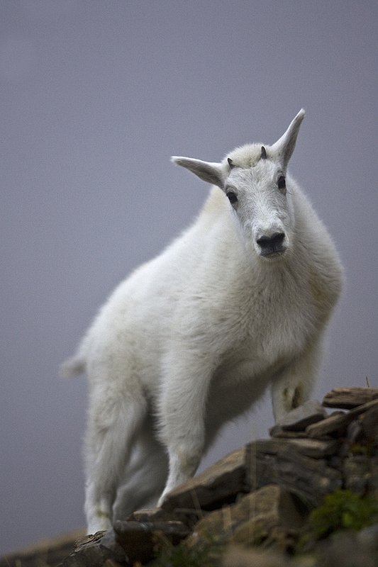 ©TC-Mountain Goat Kids-00356-00003.jpg