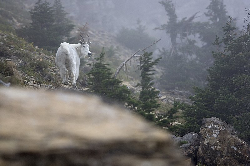 ©TC-Mountain Goats-D00357-00001.jpg