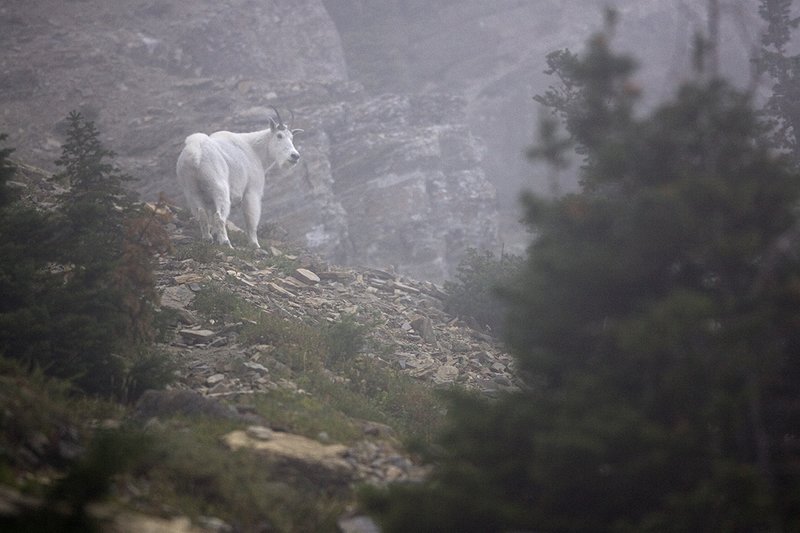 ©TC-Mountain Goats-D00357-00010.jpg