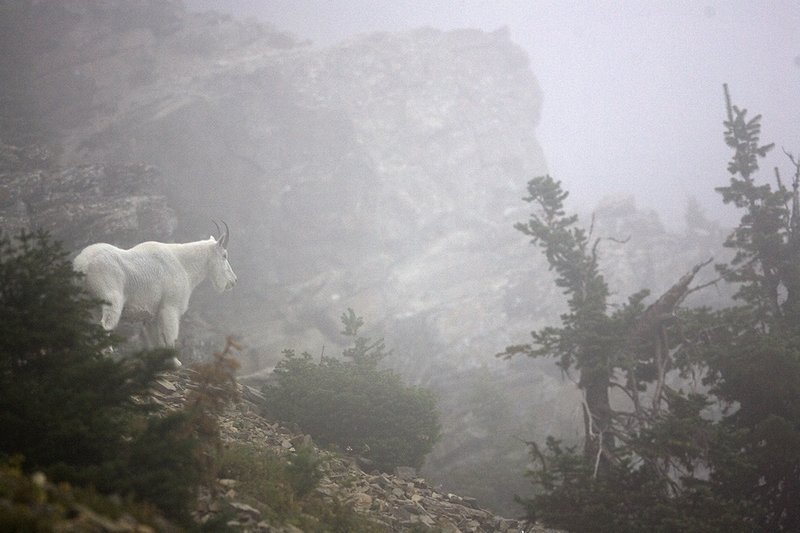 ©TC-Mountain Goats-D00357-00016.jpg