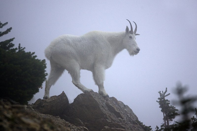 ©TC-Mountain Goats-D00357-00026.jpg