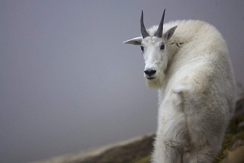 ©TC-Mountain Goats-D00357-00030.jpg