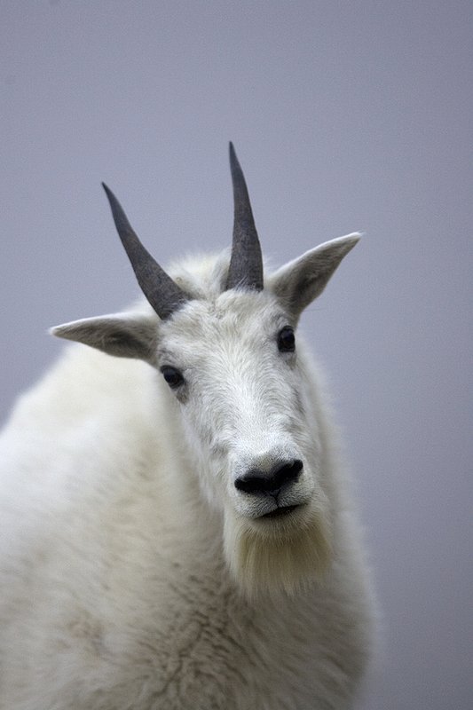©TC-Mountain Goats-D00357-00033.jpg