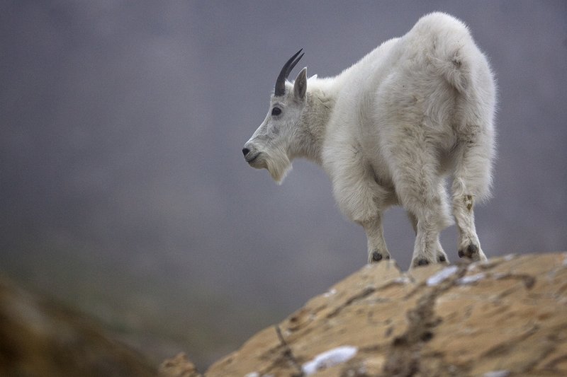 ©TC-Mountain Goats-D00357-00035.jpg