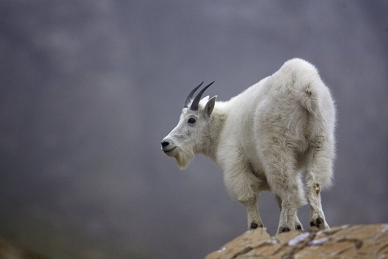 ©TC-Mountain Goats-D00357-00039.jpg