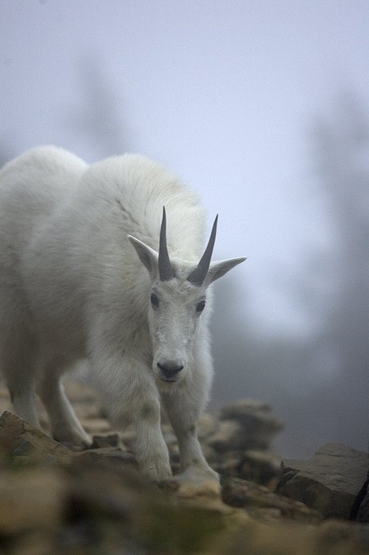 ©TC-Mountain Goats-D00357-00040.jpg