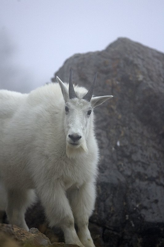 ©TC-Mountain Goats-D00357-00044.jpg