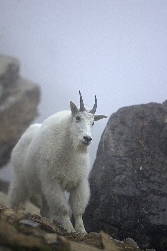 ©TC-Mountain Goats-D00357-00050.jpg