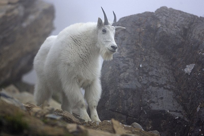 ©TC-Mountain Goats-D00357-00055.jpg