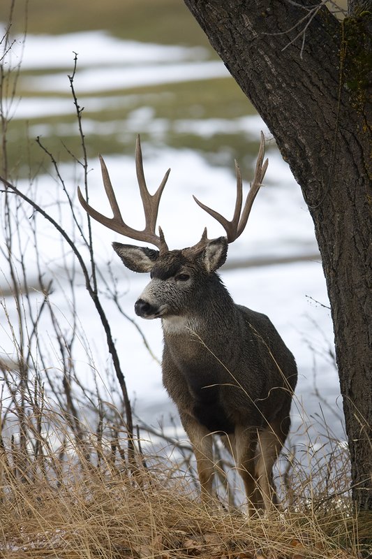 ©TC-Mule Deer Buck-Snow-D00190-00012.jpg :: 6x7 Tall Wide Trophy class Mule Deer in rut