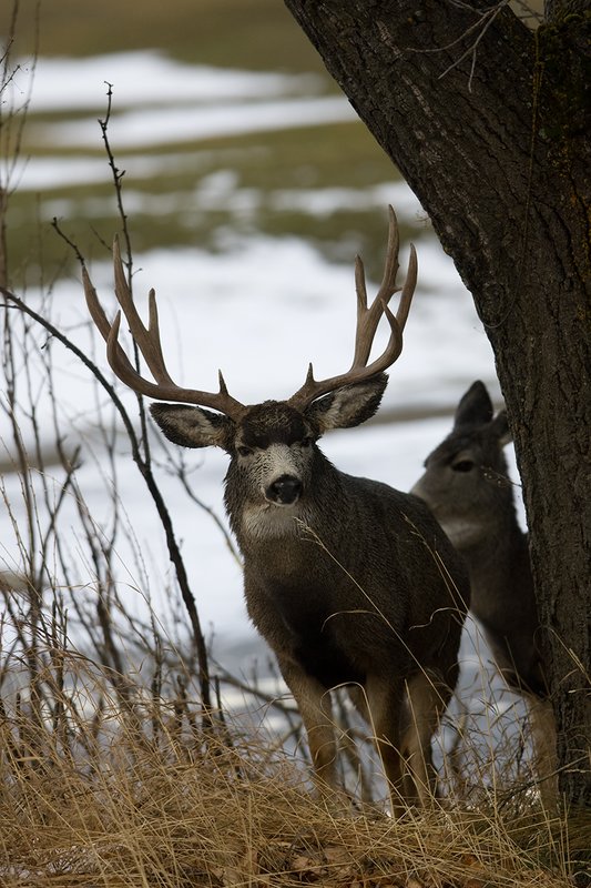 ©TC-Mule Deer Buck-Snow-D00190-00021.jpg :: 6x7 Tall Wide Trophy class Mule Deer in rut