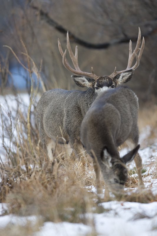 ©TC-Mule Deer Buck-Snow-D00190-00024.jpg :: 6x7 Tall Wide Trophy class Mule Deer in rut