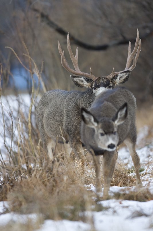 ©TC-Mule Deer Buck-Snow-D00190-00026.jpg :: 6x7 Tall Wide Trophy class Mule Deer in rut