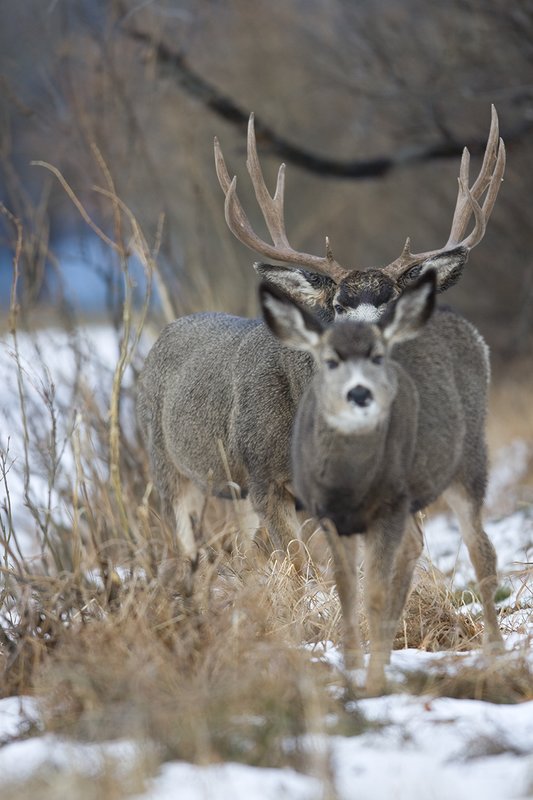 ©TC-Mule Deer Buck-Snow-D00190-00027.jpg :: 6x7 Tall Wide Trophy class Mule Deer in rut