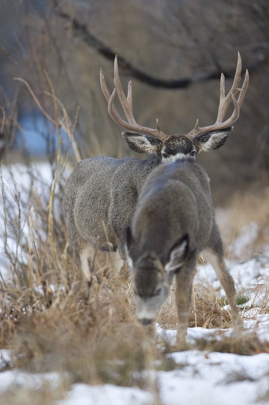 ©TC-Mule Deer Buck-Snow-D00190-00032.jpg :: 6x7 Tall Wide Trophy class Mule Deer in rut