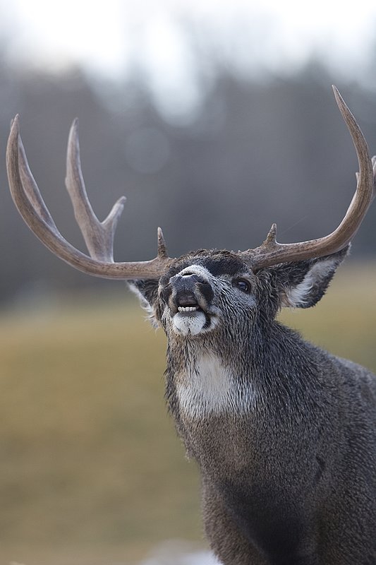 ©TC-Mule Deer Buck-Snow-D00190-00033.jpg :: 6x7 Tall Wide Trophy Class Mule Deer Buck Lipcurling/Flemen to determine if Doe is in Estrus (ready to breed)