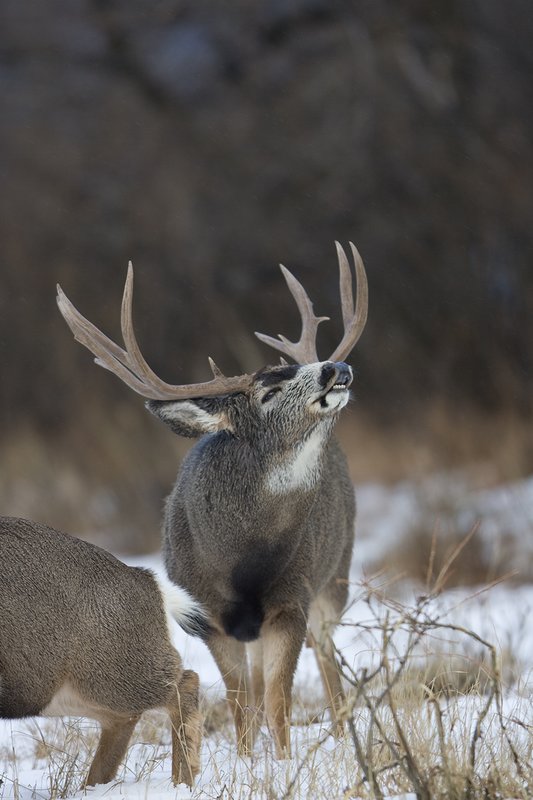 ©TC-Mule Deer Buck-Snow-D00190-00044.jpg :: 6x7 Tall Wide Trophy Class Mule Deer Buck Lipcurling/Flemen to determine if Doe is in Estrus (ready to breed)