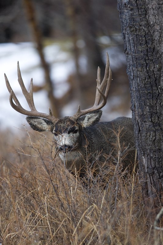 ©TC-Mule Deer Buck-Snow-D00190-00054.jpg :: 6x7 Tall Wide Trophy class Mule Deer in rut