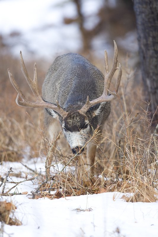 ©TC-Mule Deer Buck-Snow-D00190-00056.jpg :: 6x7 Tall Wide Trophy class Mule Deer in rut