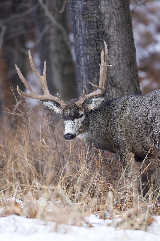 ©TC-Mule Deer Buck-Snow-D00190-00060.jpg :: 6x7 Tall Wide Trophy class Mule Deer in rut