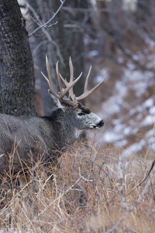 ©TC-Mule Deer Buck-Snow-D00190-00066.jpg :: 6x7 Tall Wide Trophy class Mule Deer in rut