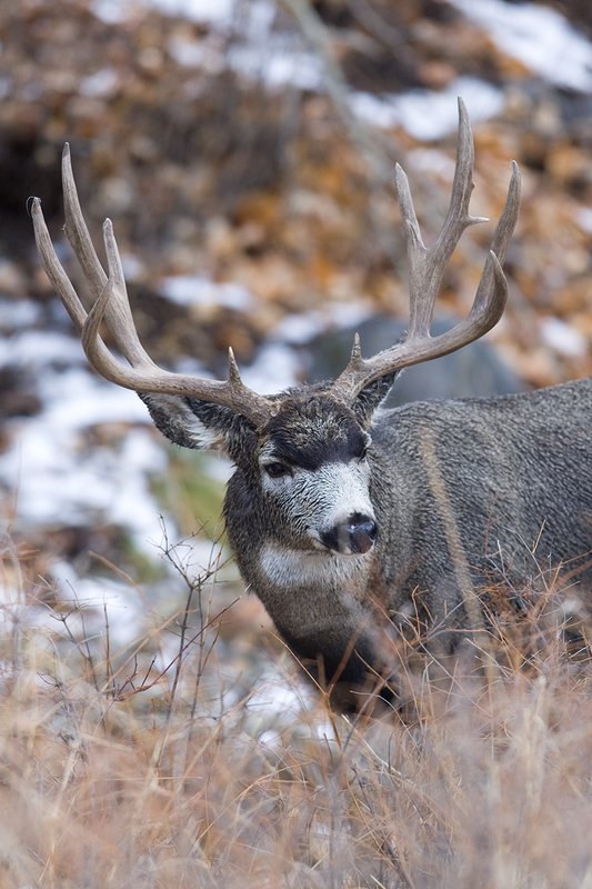 ©TC-Mule Deer Buck-Snow-D00190-00075.jpg :: 6x7 Tall Wide Trophy class Mule Deer in rut
