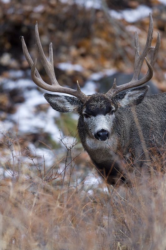 ©TC-Mule Deer Buck-Snow-D00190-00086.jpg :: 6x7 Tall Wide Trophy class Mule Deer in rut
