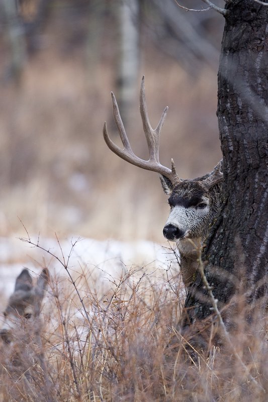 ©TC-Mule Deer Buck-Snow-D00190-00099.jpg :: 6x7 Tall Wide Trophy class Mule Deer in rut