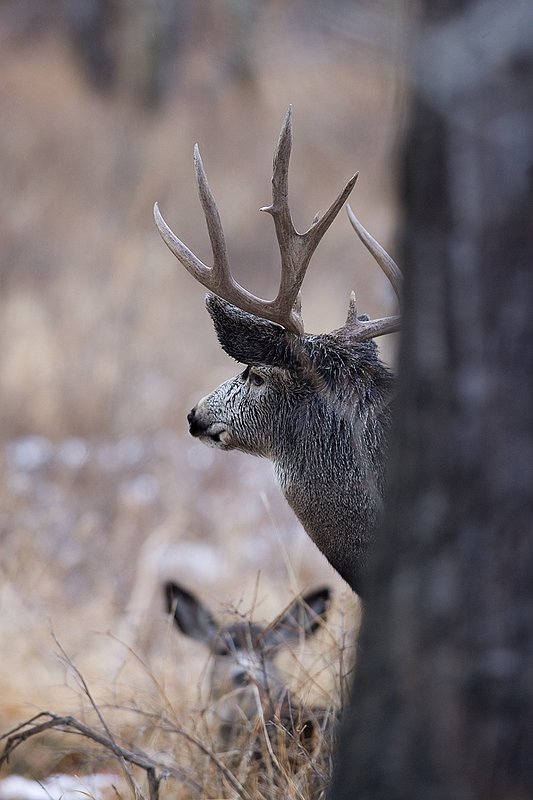 ©TC-Mule Deer Buck-Snow-D00190-00105.jpg :: 6x7 Tall Wide Trophy class Mule Deer in rut