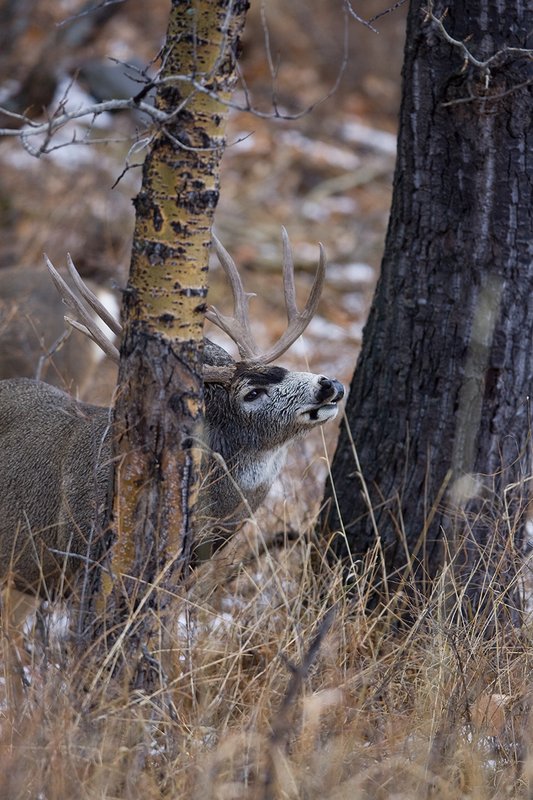 ©TC-Mule Deer Buck-Snow-D00190-00114.jpg :: 6x7 Tall Wide Trophy Class Mule Deer Buck Lipcurling/Flemen to determine if Doe is in Estrus (ready to breed)