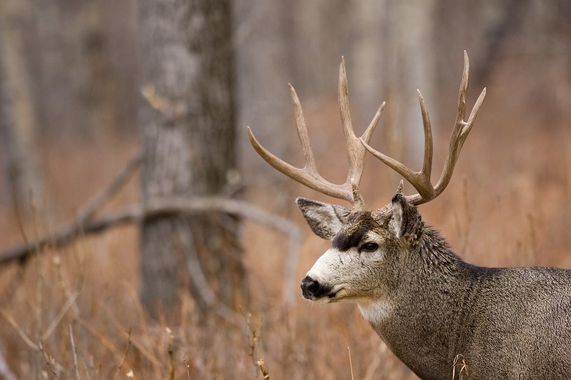 ©TC-Mule Deer Buck-Snow-D00190-00363.jpg :: 7x6 Trophy Class Mule Deer Buck head & shoulder portrait standing ind tall brush in open tree bottom