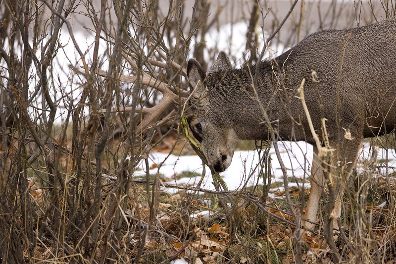 ©TC-Mule Deer Buck-Snow-D00190-00375.jpg :: 7x6 Trophy Class Mule Deer Buck raking his antlers on brush in show of agression during the rut