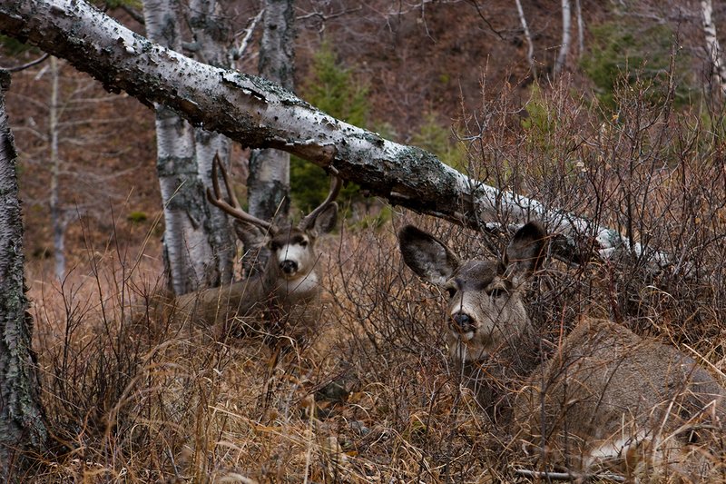 ©TC-Mule Deer Buck-Snow-D00190-00384.jpg :: 5x6 Trophy Class Mule Deer Buck tending to doe that he's trying to breed