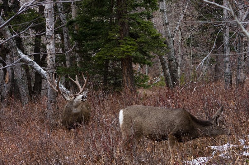 ©TC-Mule Deer Buck-Snow-D00190-00389.jpg :: 5x6 Trophy Class Mule Deer Buck tending to doe that he's trying to breed
