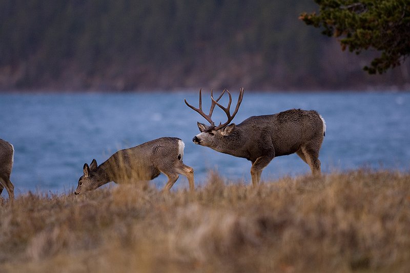 ©TC-Mule Deer Buck-Snow-D00190-00402.jpg :: 5x6 Trophy Class Mule Deer Buck tending to doe at edge of lake in warm evening light