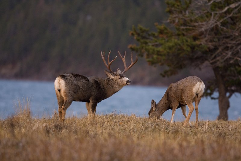 ©TC-Mule Deer Buck-Snow-D00190-00435.jpg :: 5x6 Trophy Class Mule Deer Buck tending to doe at edge of lake in warm evening light
