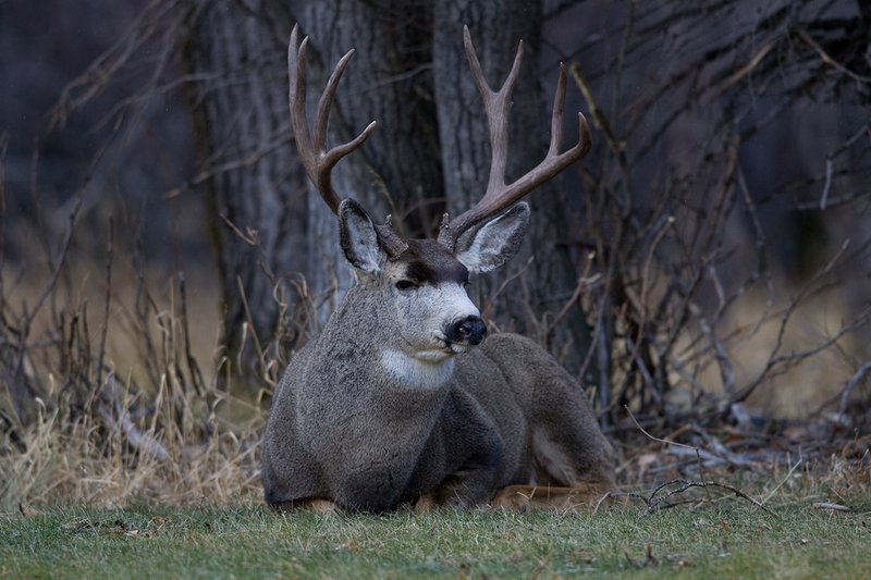 ©TC-Mule Deer Buck-Snow-D00190-00459.jpg :: 5x6 Trophy Class Mule Deer Buck Bedded down at edge of brush and Trees