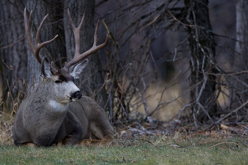 ©TC-Mule Deer Buck-Snow-D00190-00465.jpg :: 5x6 Trophy Class Mule Deer Buck Bedded down at edge of brush and Trees