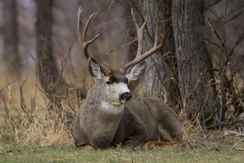 ©TC-Mule Deer Buck-Snow-D00190-00474.jpg :: 5x6 Trophy Class Mule Deer Buck Bedded down at edge of brush and Trees