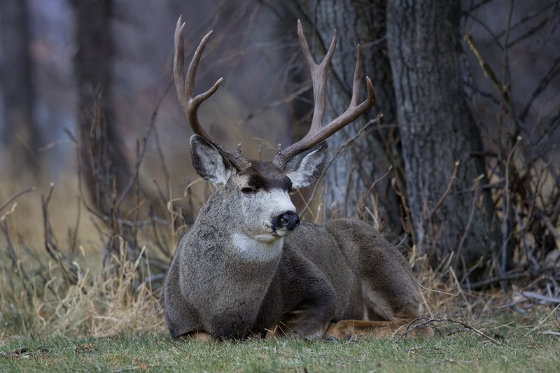 ©TC-Mule Deer Buck-Snow-D00190-00483.jpg :: 5x6 Trophy Class Mule Deer Buck Bedded down at edge of brush and Trees