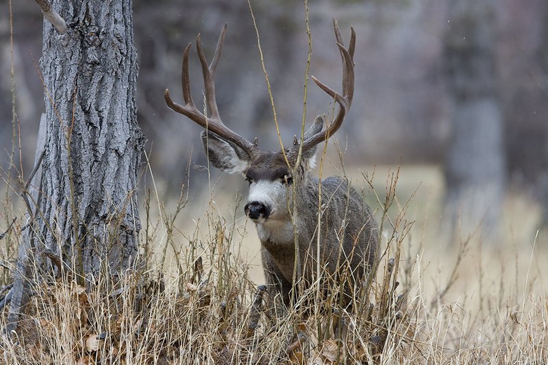 ©TC-Mule Deer Buck-Snow-D00190-00486.jpg :: 5x6 Trophy Class Mule Deer Buck Standing behind tree sapling alert to something in front of him