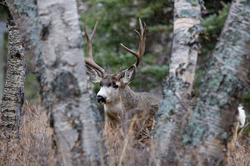 ©TC-Mule Deer Buck-Snow-D00190-00558.jpg :: 5x6 Trophy Class Mule Deer Buck alertly standing behind two trees and screen of brush with snow falling