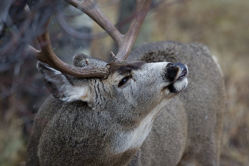 ©TC-Mule Deer Buck-Snow-D00190-00582.jpg :: 5x6 Trophy Class Mule Deer Buck with head tipped back smeling (lipcurl-Flemen) to determine if a doe is in estrus (ready to breed)