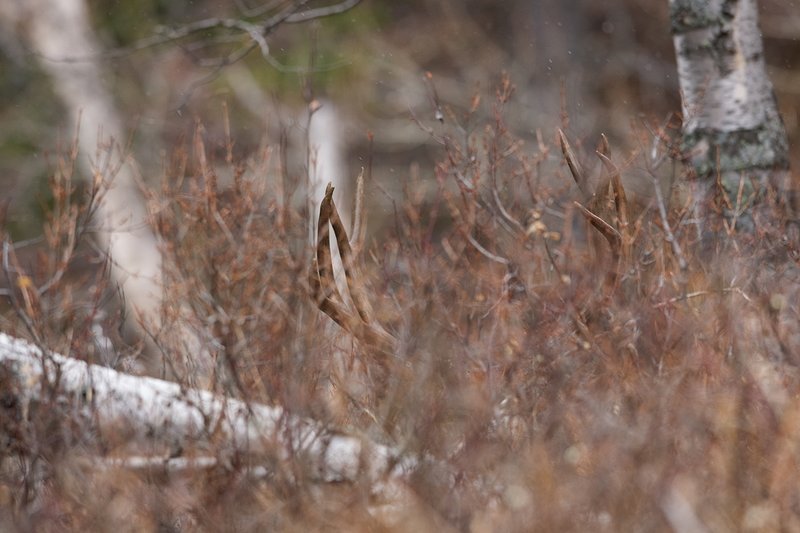 ©TC-Mule Deer Buck-Snow-D00190-00621.jpg