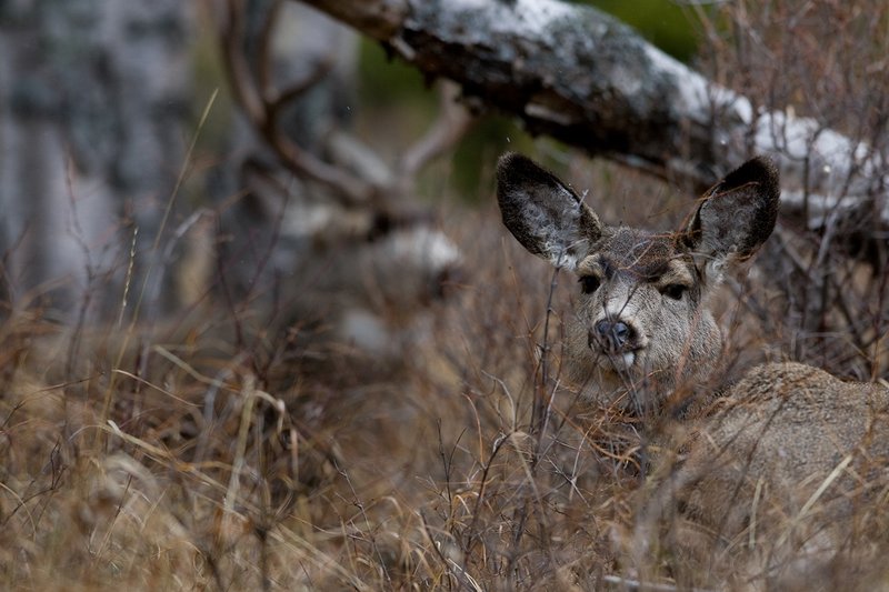 ©TC-Mule Deer Buck-Snow-D00190-00630.jpg :: 5x6 Trophy Class Mule Deer Buck bedded behind an alert doe in brushy open timber with flakes of snow falling
