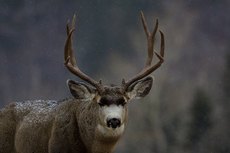 ©TC-Mule Deer Buck-Snow-D00190-00654.jpg :: 5x6 Trophy Class Mule Deer Buck (head & shoulder portait) standing alertly with flakes of snow falling