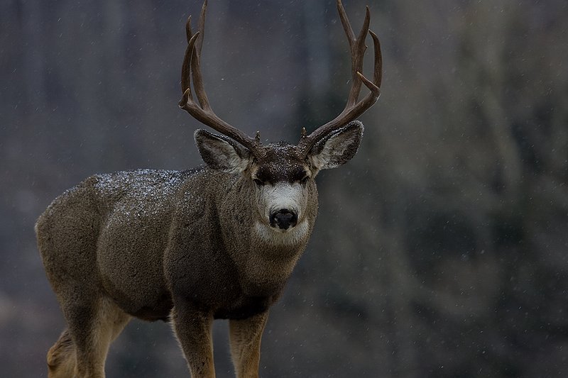 ©TC-Mule Deer Buck-Snow-D00190-00657.jpg :: 5x6 Trophy Class Mule Deer Buck (head & shoulder portait) standing alertly with flakes of snow falling